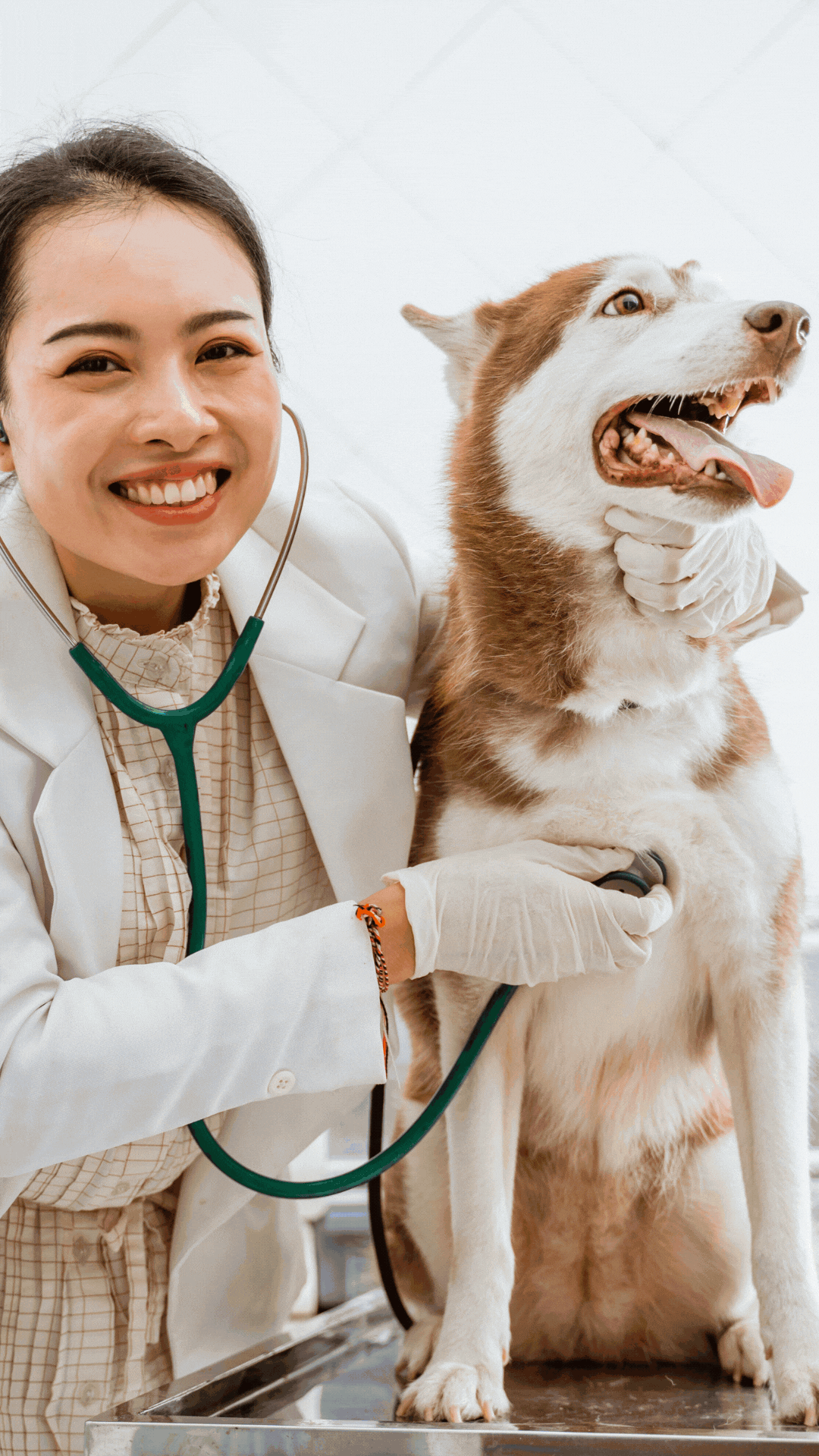 Historia de instagram veterinaria minimalista azul