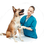pet-shop-peru vet